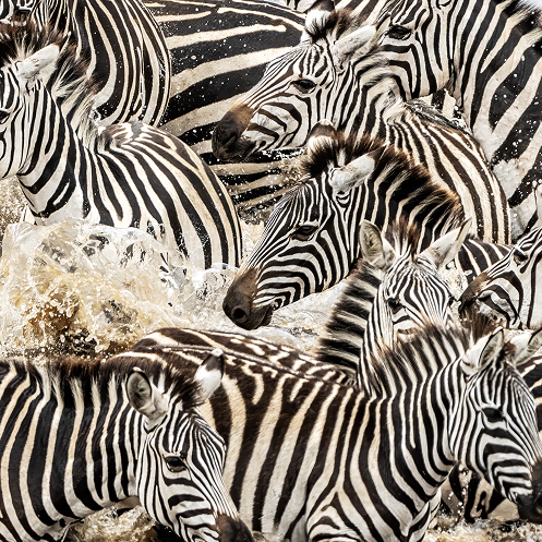 Zebras image.