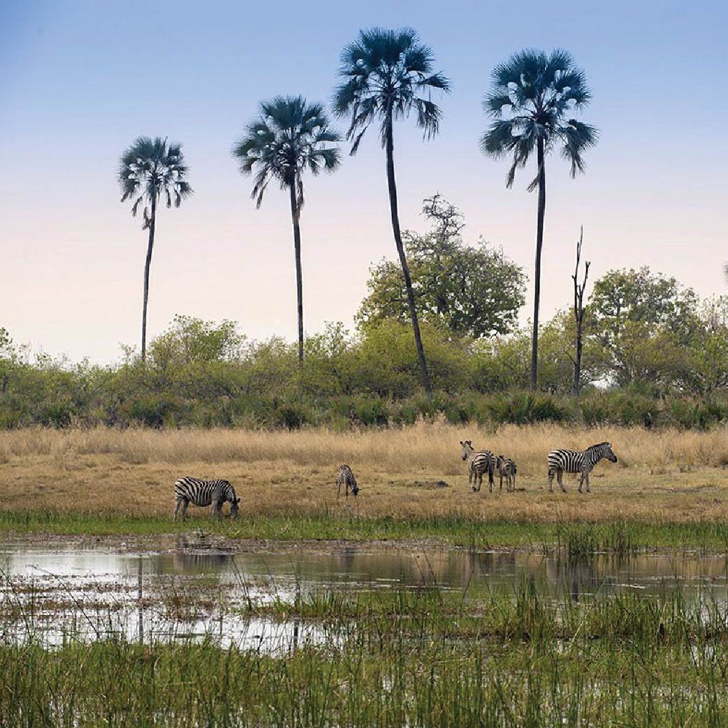 Zebras grazing beside a waterhole surrounded by tall palm trees in Botswana.