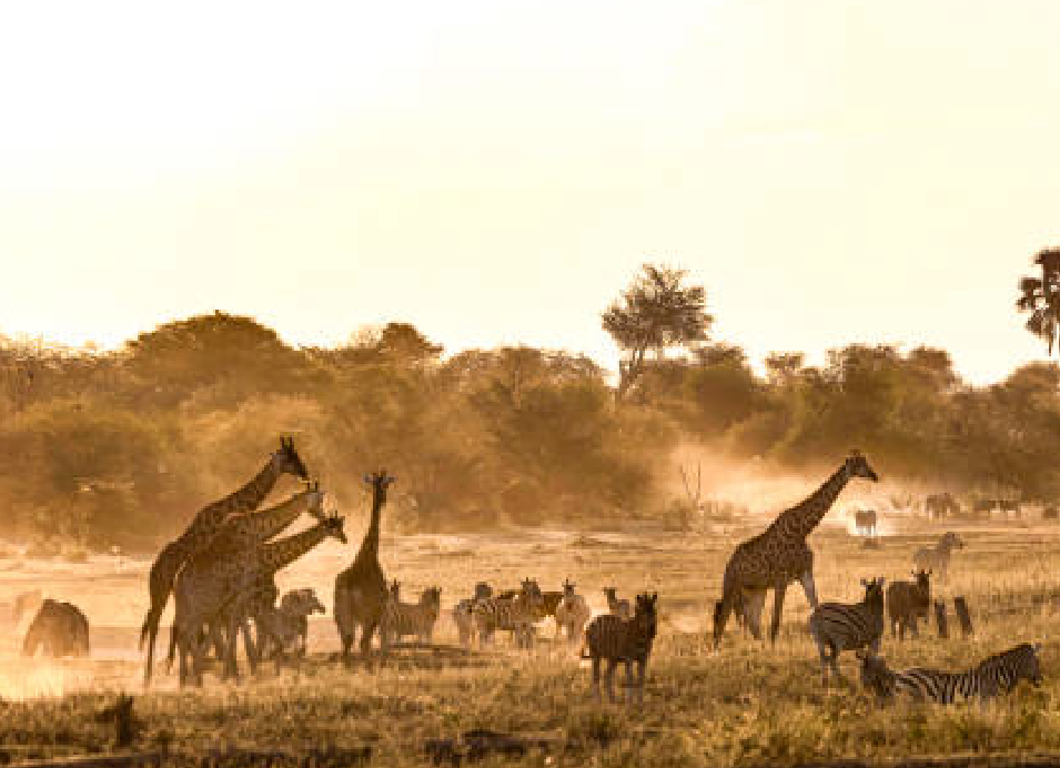 Giraffes, zebras, and other wildlife gathered around a dusty waterhole during a golden sunset in Botswana.