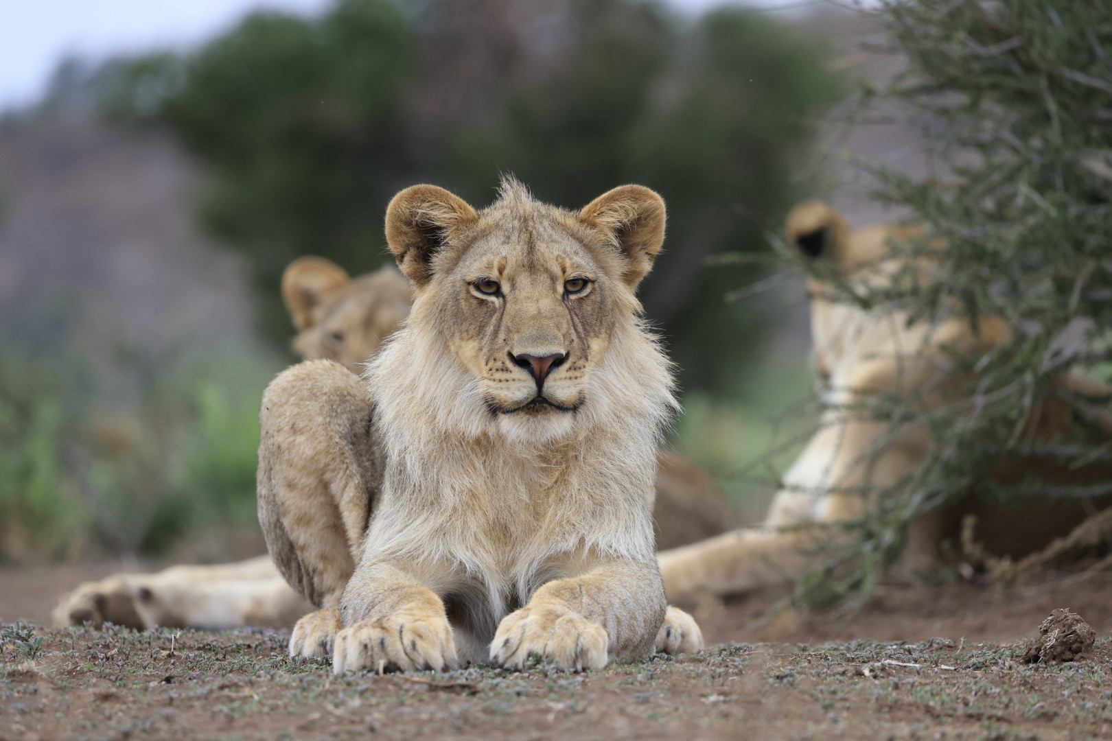 Young lion resting on the ground with other lions in the background in Botswana
