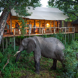 Elephant standing beneath a raised safari lodge surrounded by lush green vegetation.