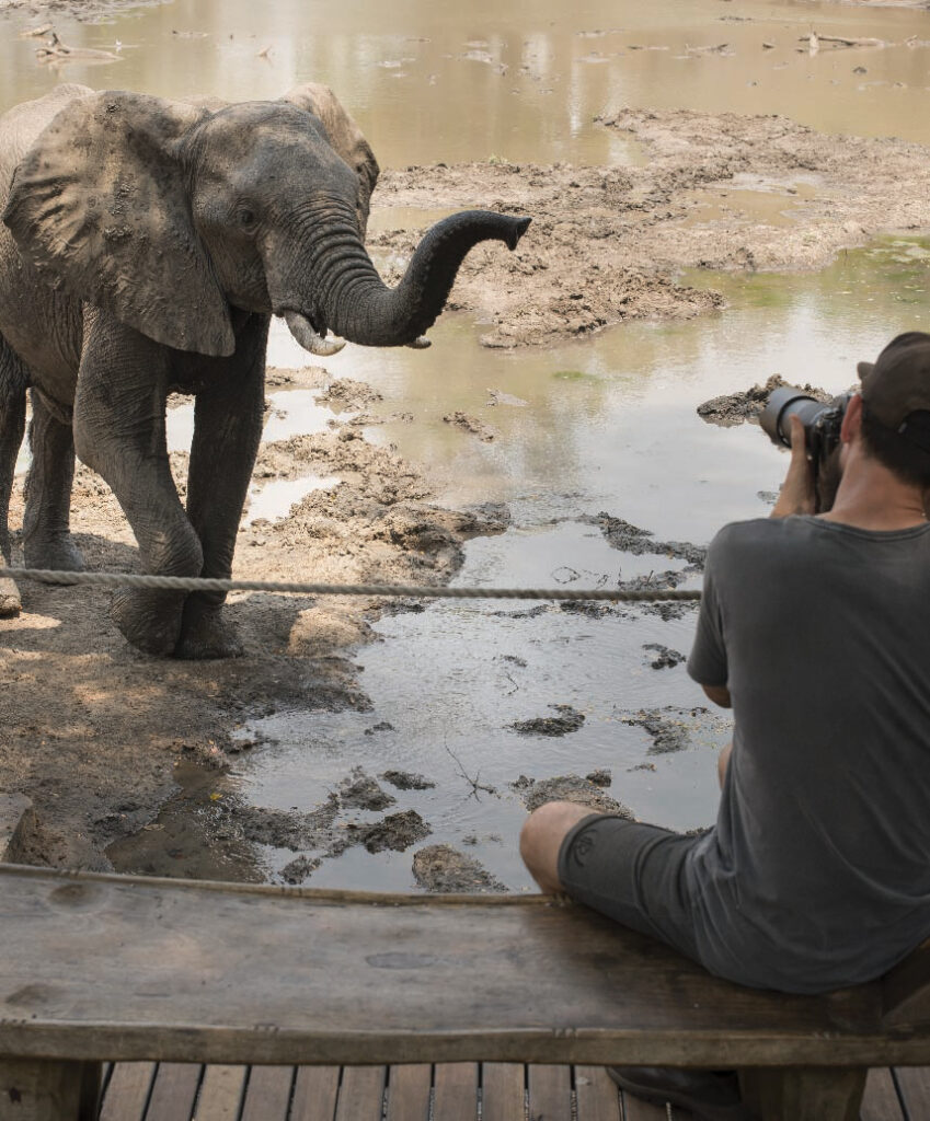 African elephant standing at a watering hole while a safari visitor sits on a wooden viewing platform nearby.
