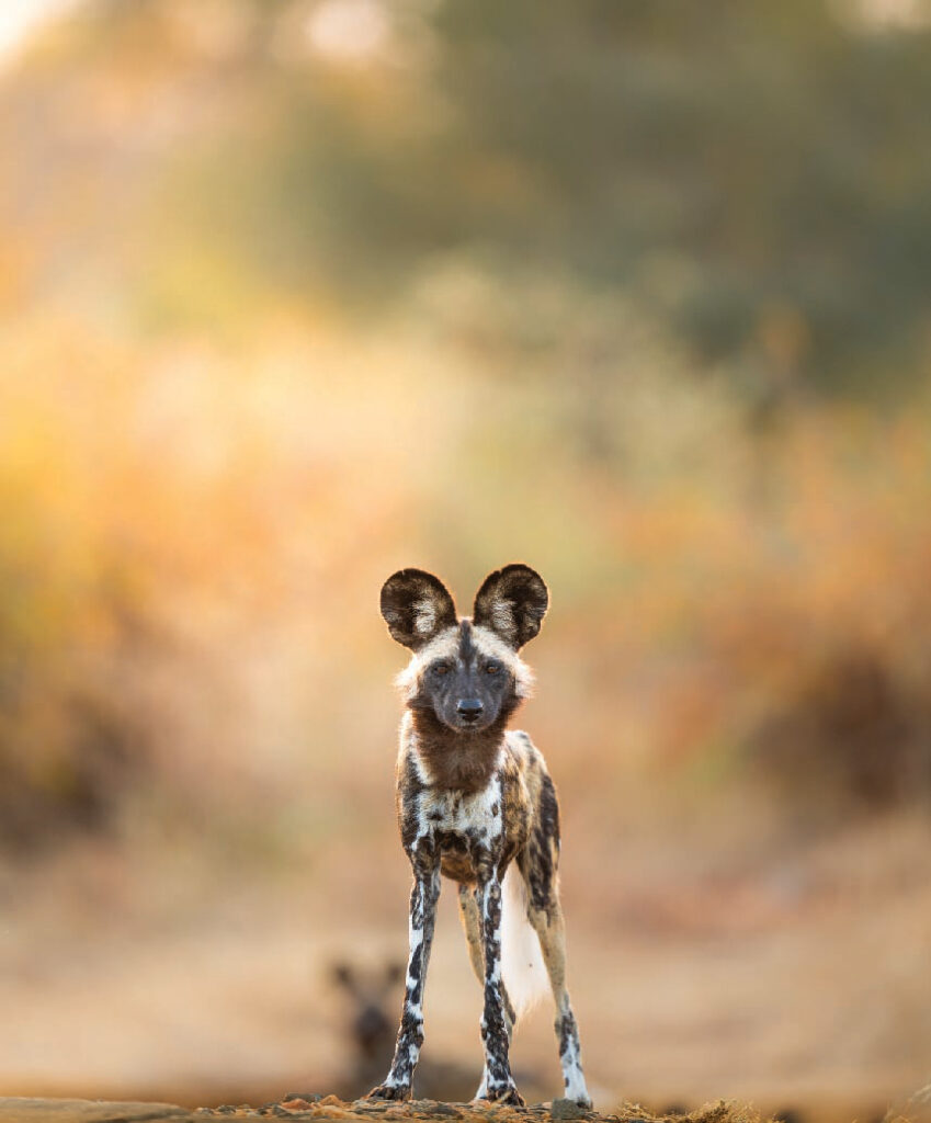 African wild dog standing on a dirt path in a natural savanna setting, surrounded by warm, softly blurred vegetation.