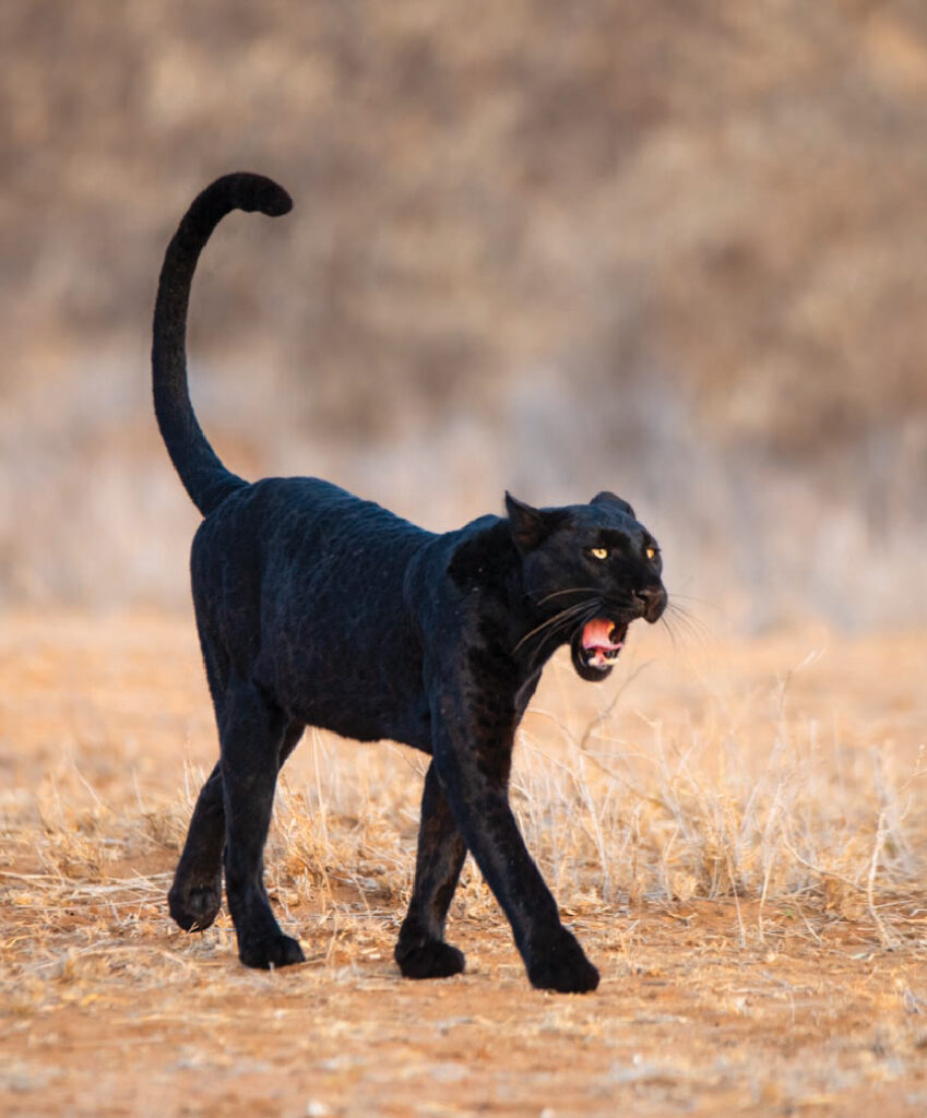 Black leopard walking through dry grass in Kenya, baring its teeth with its tail raised.