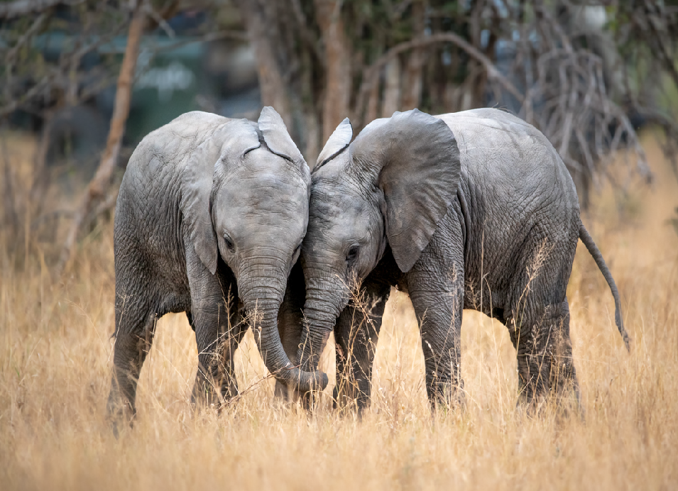 African elephants standing close together in dry grassland, touching trunks and ears.