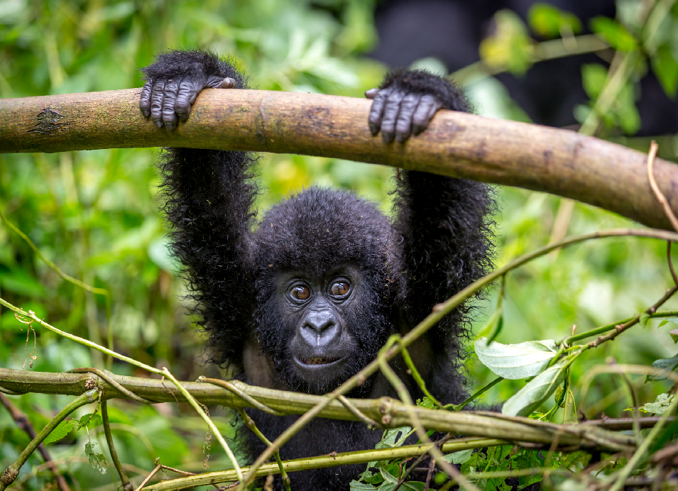 Baby gorilla hanging from a tree branch in a lush green forest.