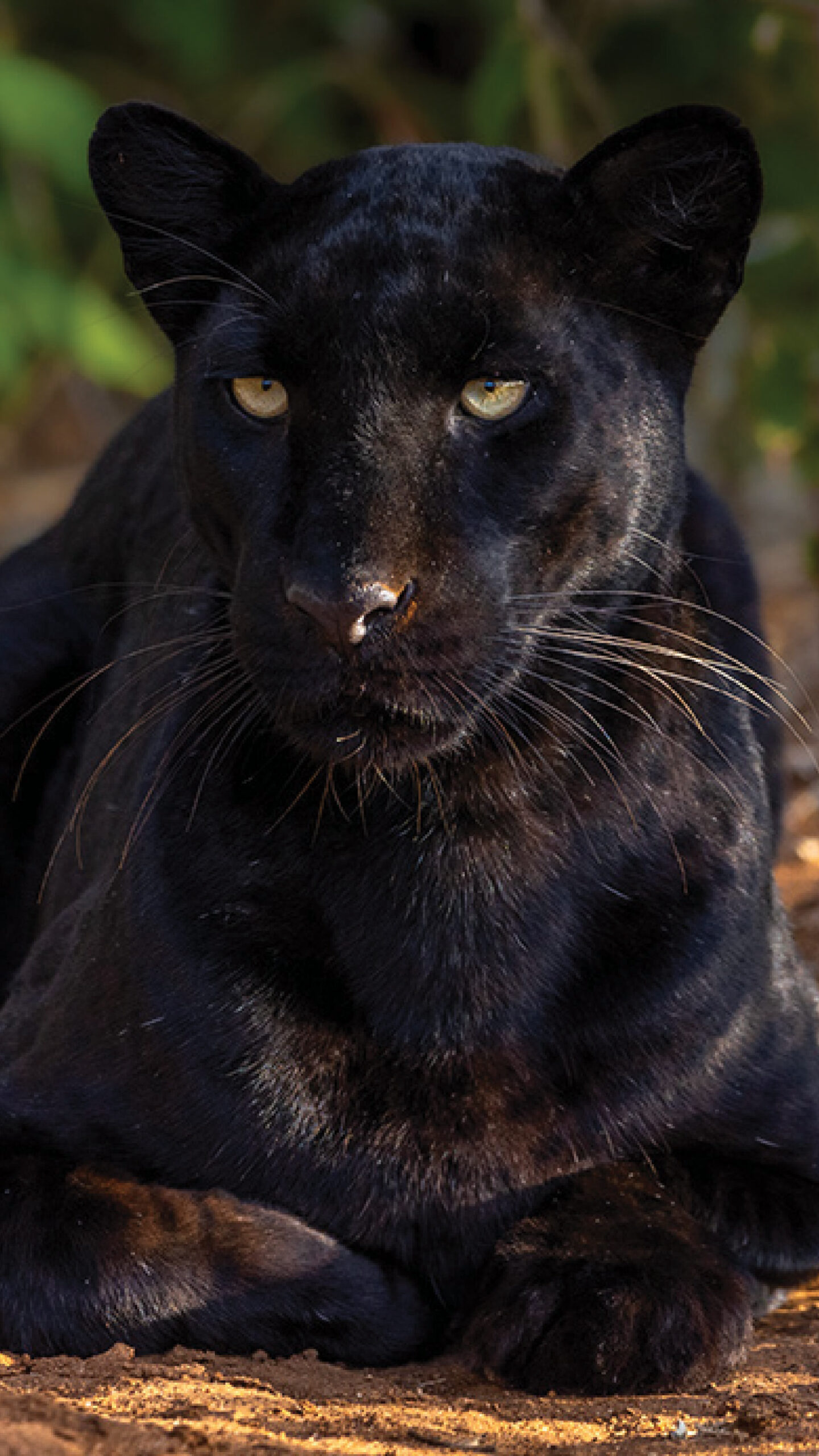 Black Leopard in Kenya