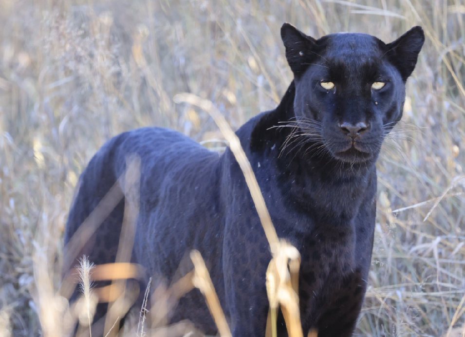 Black leopard standing in tall grass.