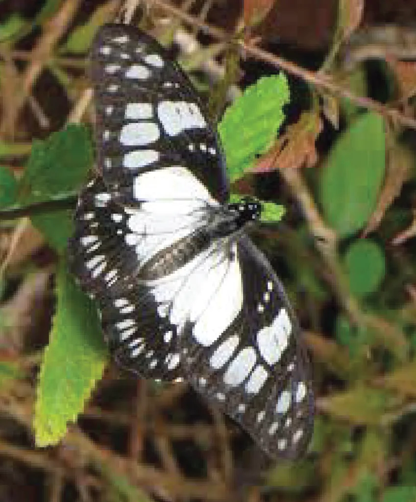 Black and white butterfly resting on green leaves in the Kenya Chasing Butterflies