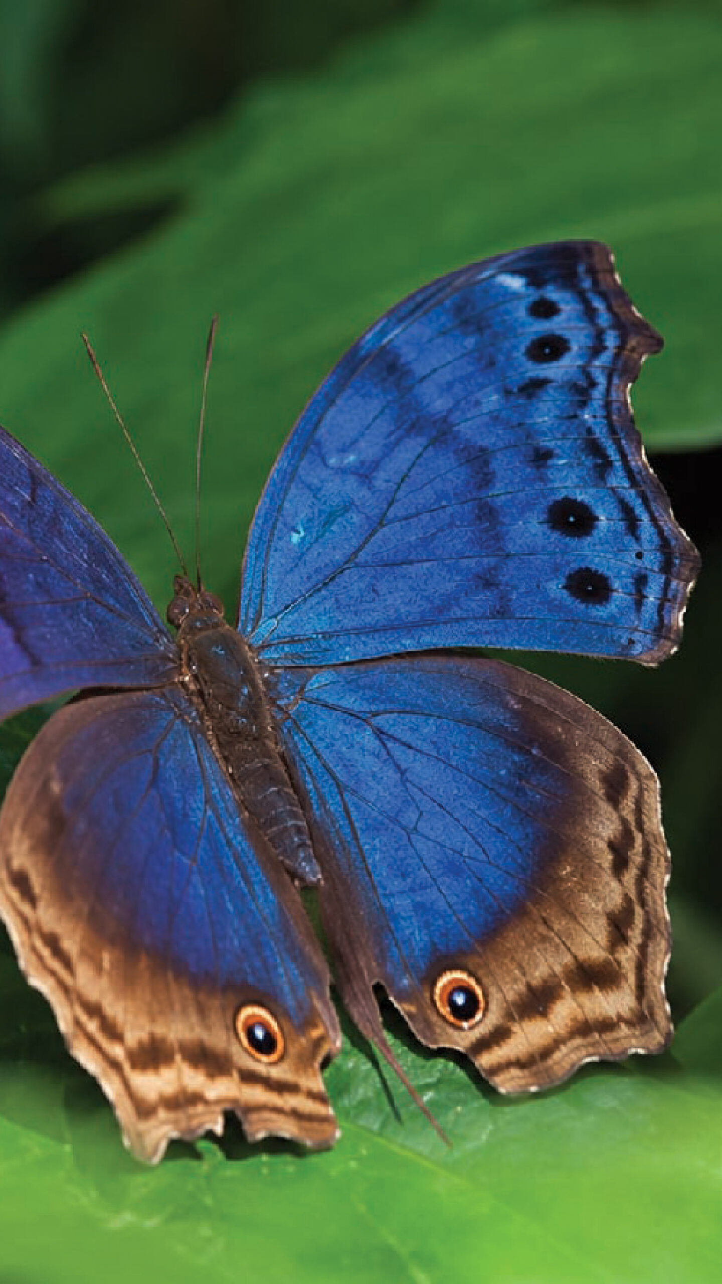Blue Butterfly in Kenya Chasing Butterflies Expedition