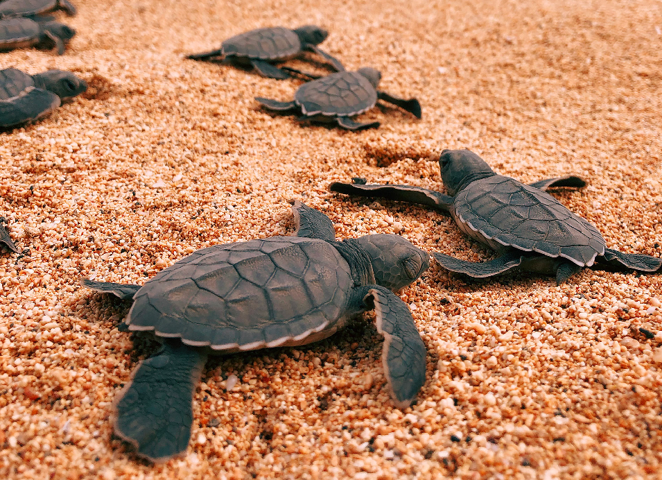 Baby sea turtles crawling across a sandy beach toward the ocean.