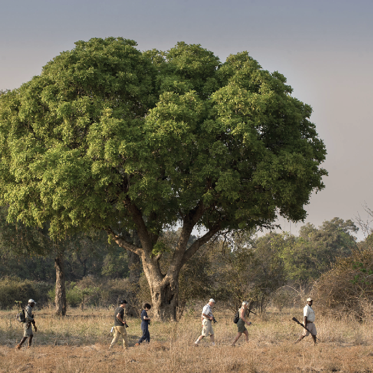 People bush walking beneath a large leafy tree in a dry grassland landscape.