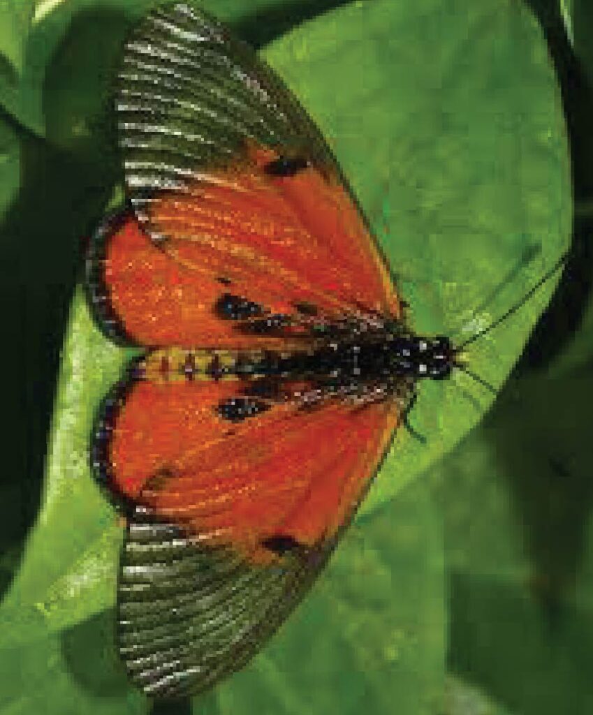 Orange butterfly resting on a green and yellow leaf.