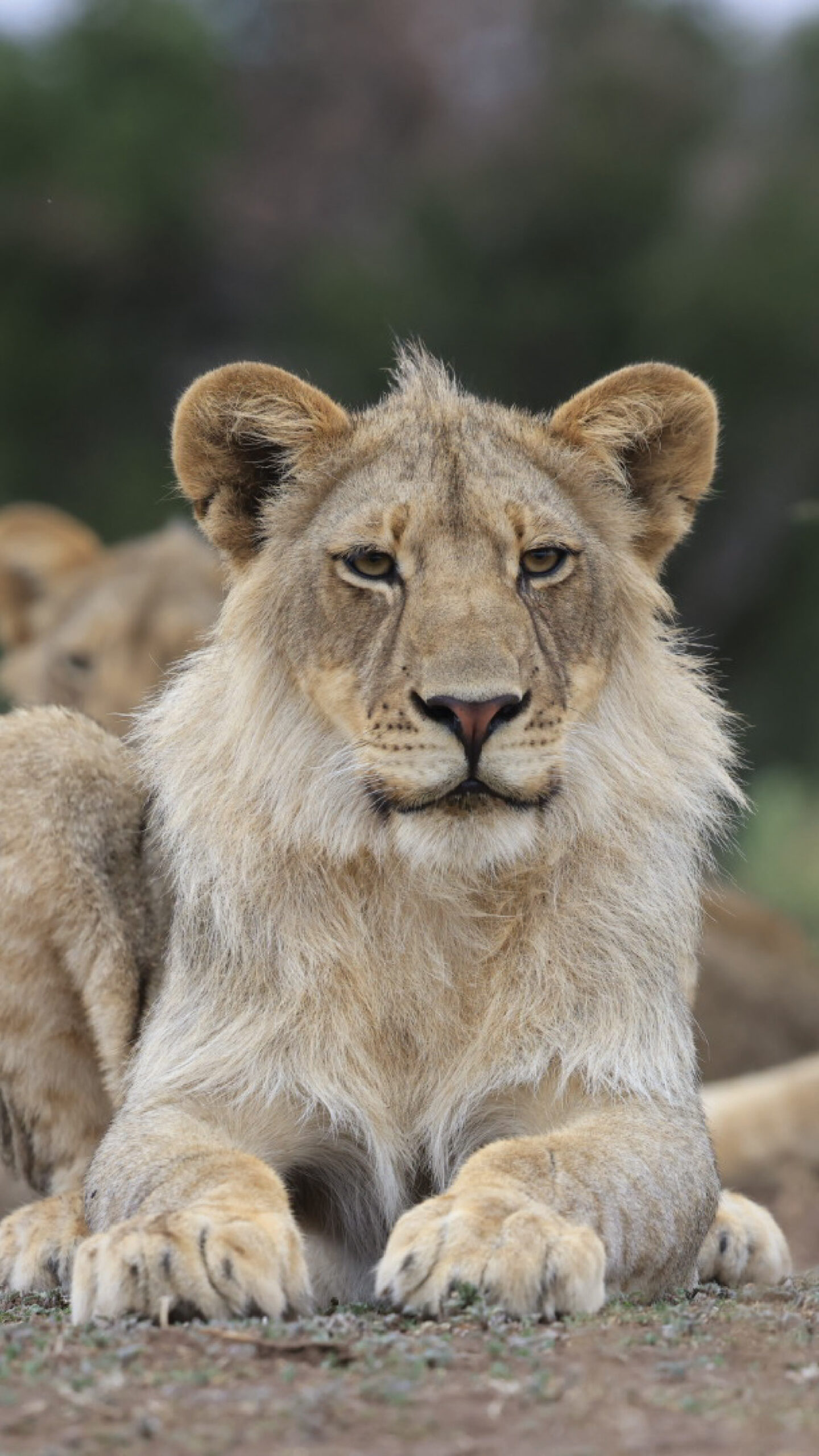 Botswana Mashatu Cat Expedition