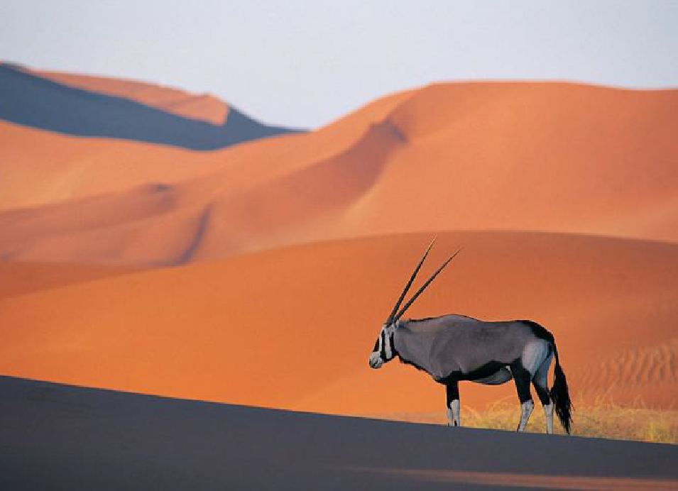 Gemsbok standing on a sand dune surrounded by red-orange dunes in the Namib Desert, Namibia.