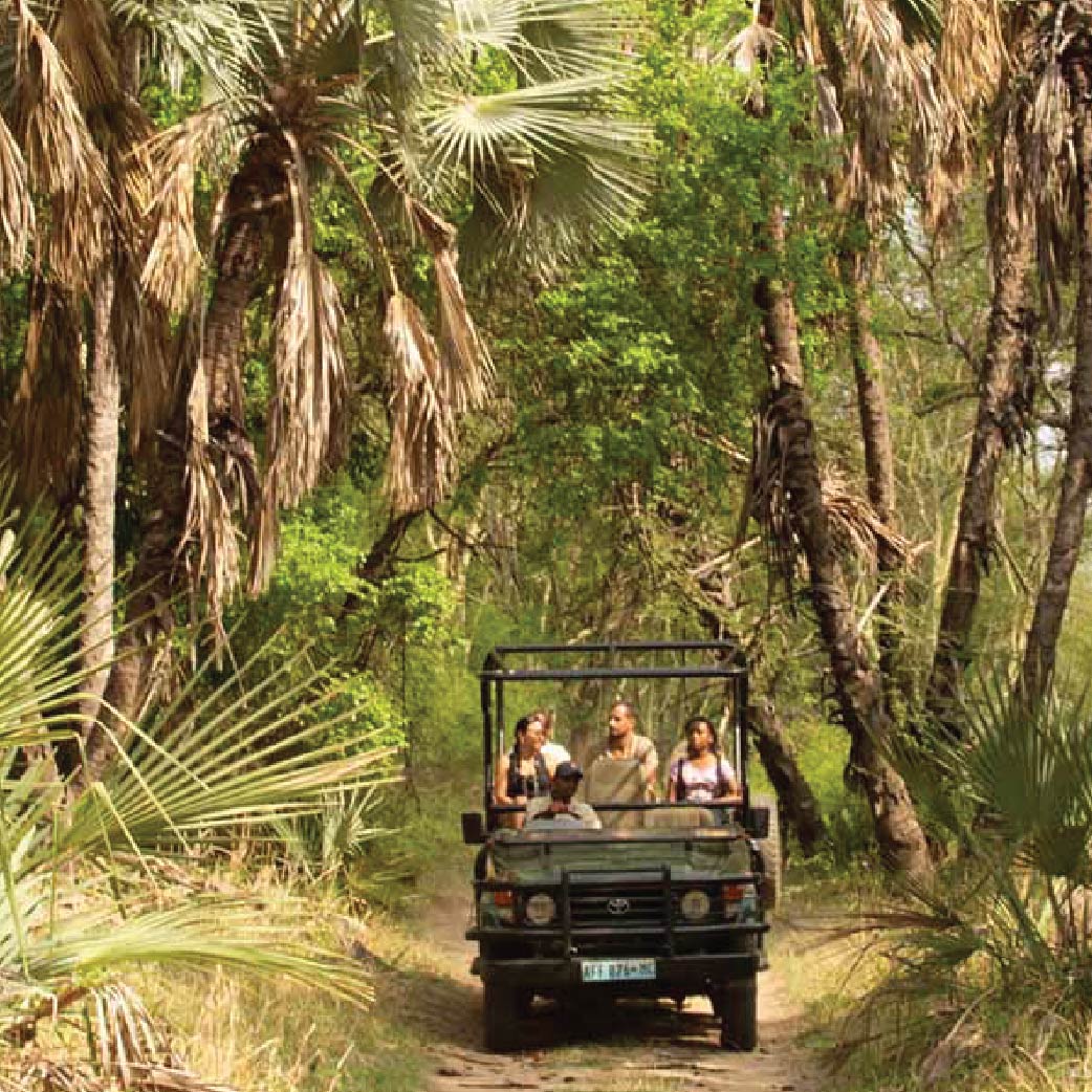 Safari vehicle carrying tourists through a lush palm forest in Mozambique.