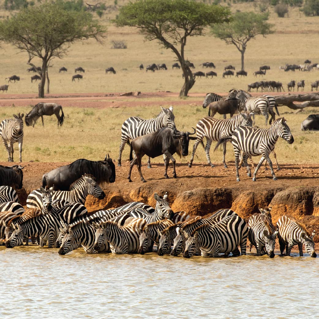 Zebras and wildebeest gathering at a watering hole in Tanzania, with a dry savanna landscape and acacia trees in the background.