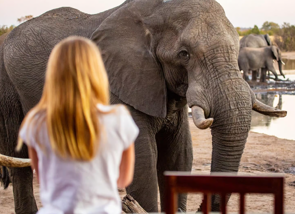 African elephant standing near a safari viewing area, with a visitor watching from the foreground and other elephants in the background.