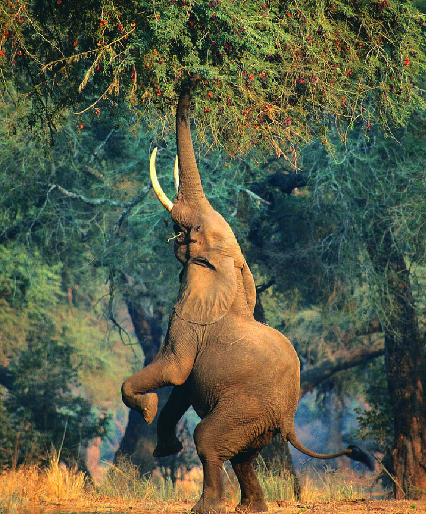 Elephant standing on its hind legs and reaching into a tree in Zimbabwe