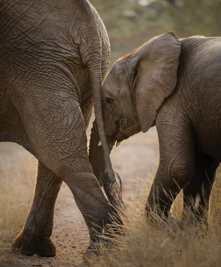 Two African elephants standing together in a dry savanna landscape, with one elephant gently touching the other with its trunk.