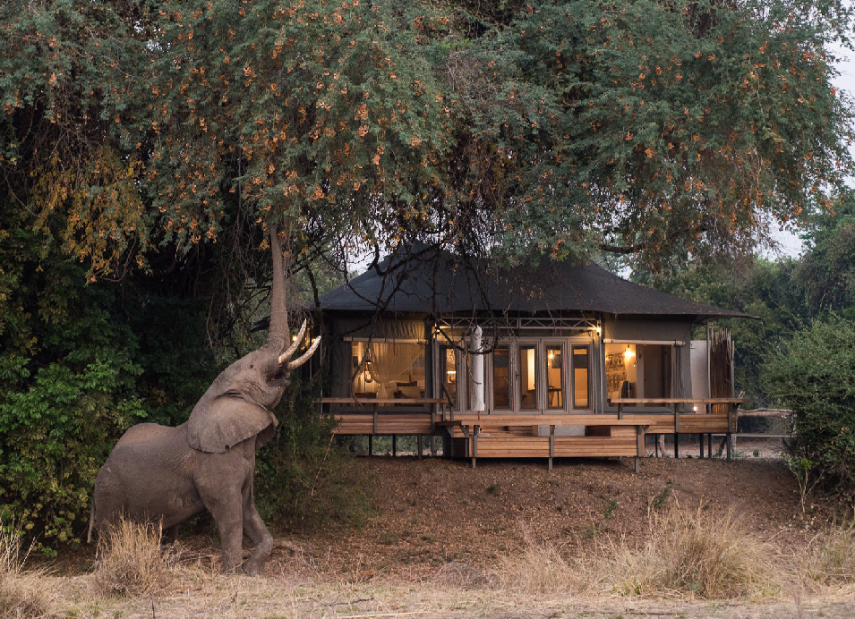 Elephant standing beside a safari lodge with a wooden veranda, surrounded by trees and dry grass at dusk.