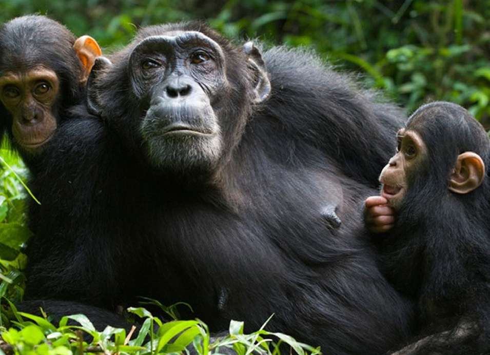Family of chimpanzees resting together in lush green forest, with an adult chimpanzee and two young chimpanzees.