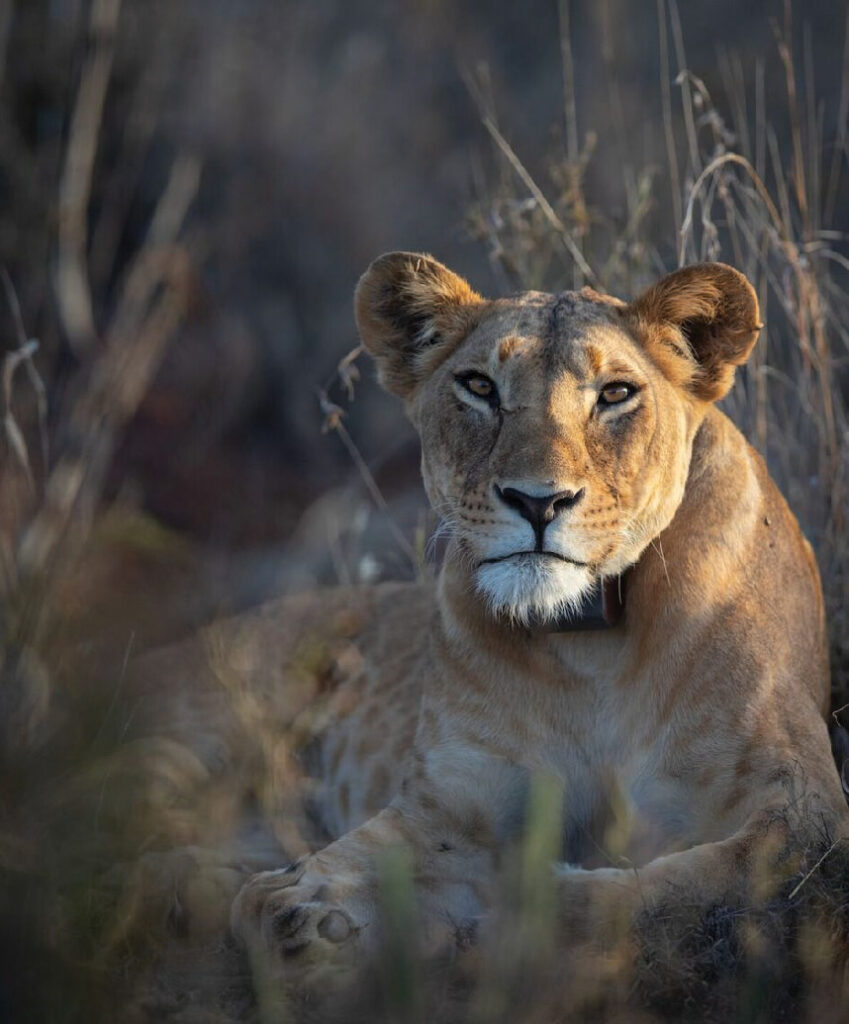 Lioness resting in tall grass, looking directly at the camera in the African wilderness.