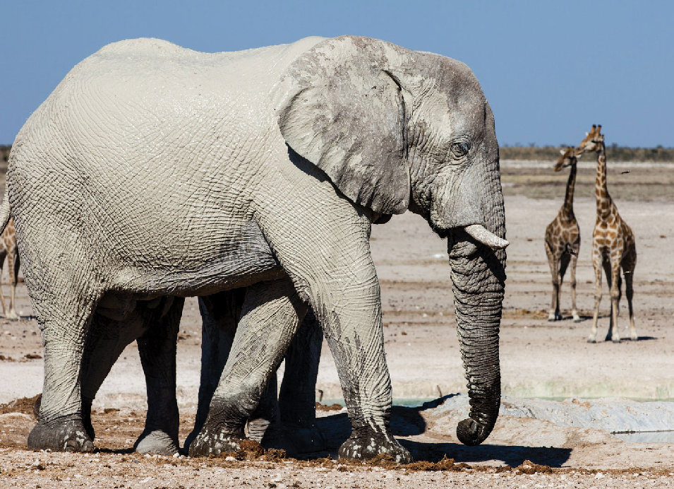 Elephant walking across a dry landscape with two giraffes standing in the background under a clear blue sky.