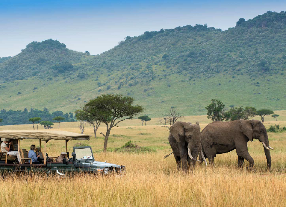 Two elephants walking through tall golden grass on a Kenya safari, with a safari vehicle nearby and green hills in the background.