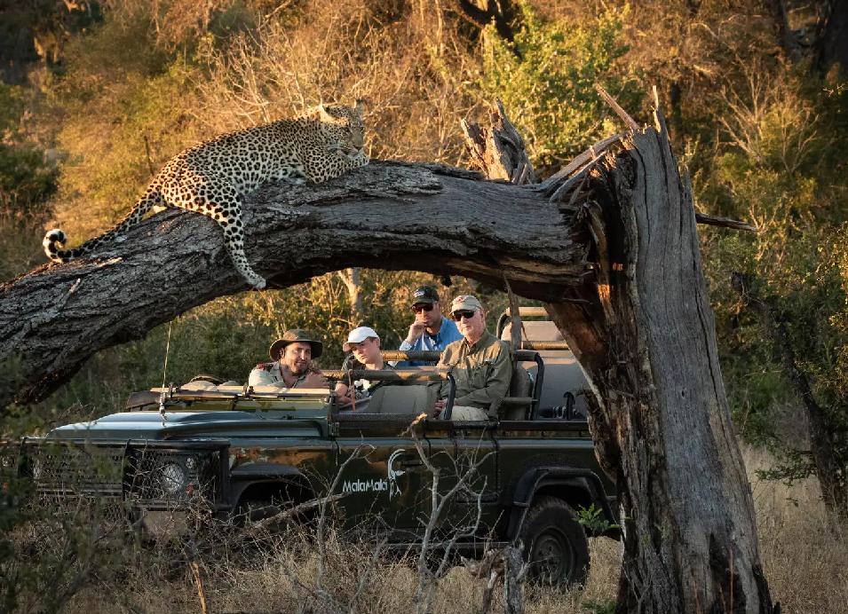 Leopard resting on a fallen tree above a safari vehicle with guests on a game drive in South Africa.