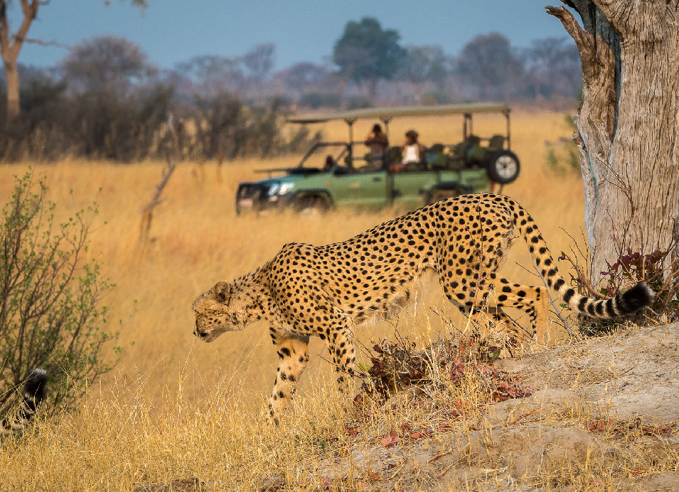 Cheetah walking through dry grassland with a safari vehicle in the background