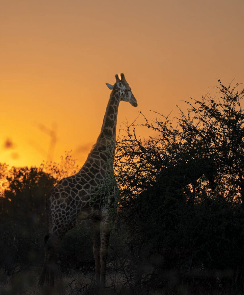 Giraffe standing among thorny bushes in the African bushveld, silhouetted against a warm orange sunset.