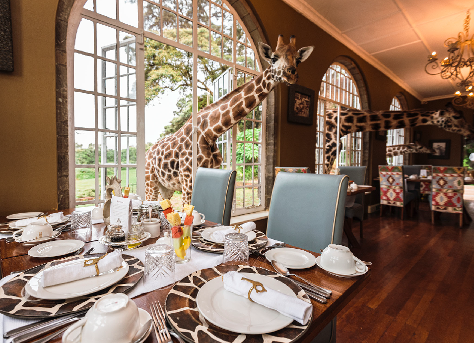 Giraffe standing beside a dining table inside a warmly lit restaurant with large arched windows and elegant table settings.