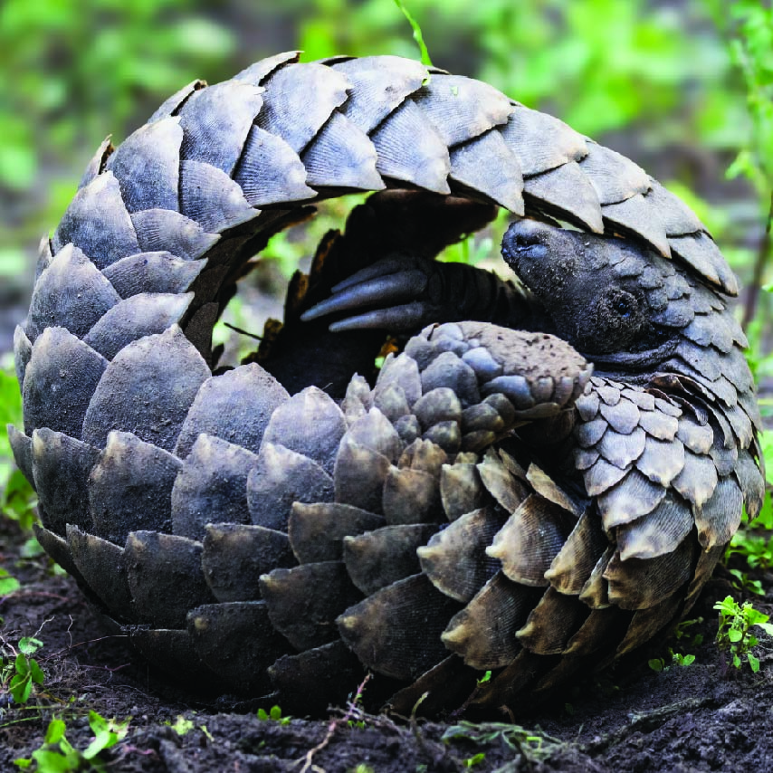 Pangolins curled into protective balls, with their overlapping scales visible, photographed in the wild in Mozambique.
