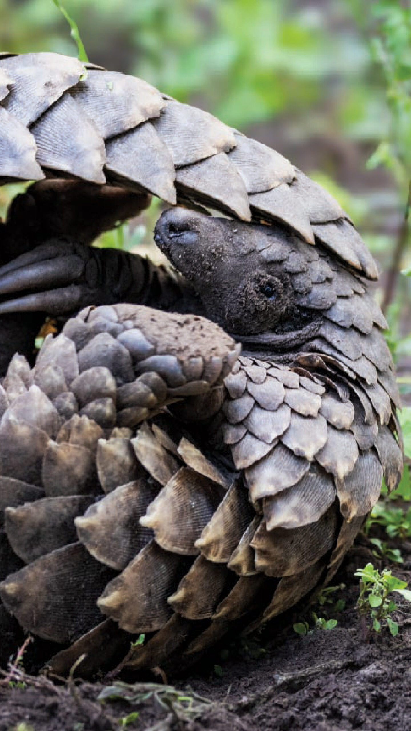 Pangolin curled up with its protective scales visible in Gorongosa National Park, Mozambique