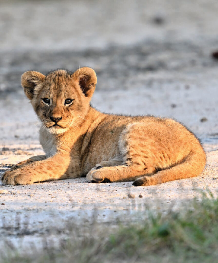 Lion cub lying on the ground during a Mozambique Gorongosa Conservation Safari