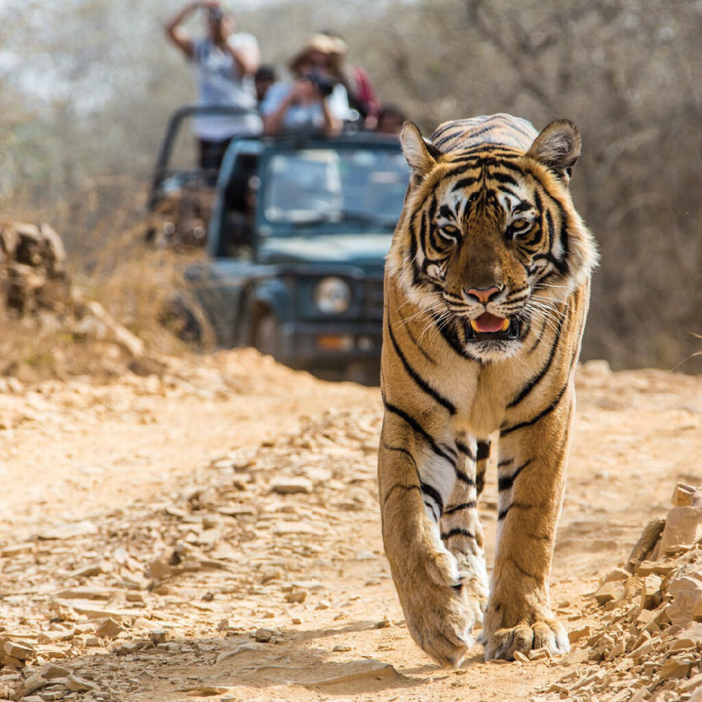 Bengal tiger walking along a dirt safari trail in India, with tourists in an open safari vehicle behind it.