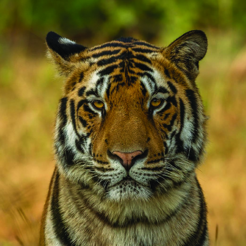 Close up portrait of a Bengal tiger staring directly at the camera in India.