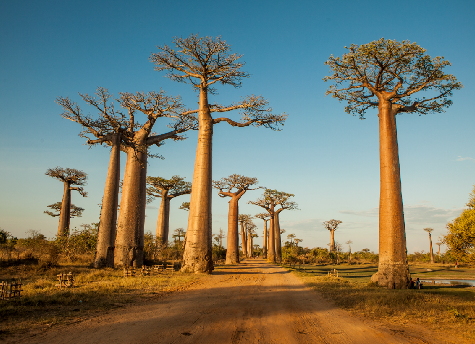 Baobab trees lining a dirt road in Madagascar, creating a striking landscape beneath a clear blue sky.