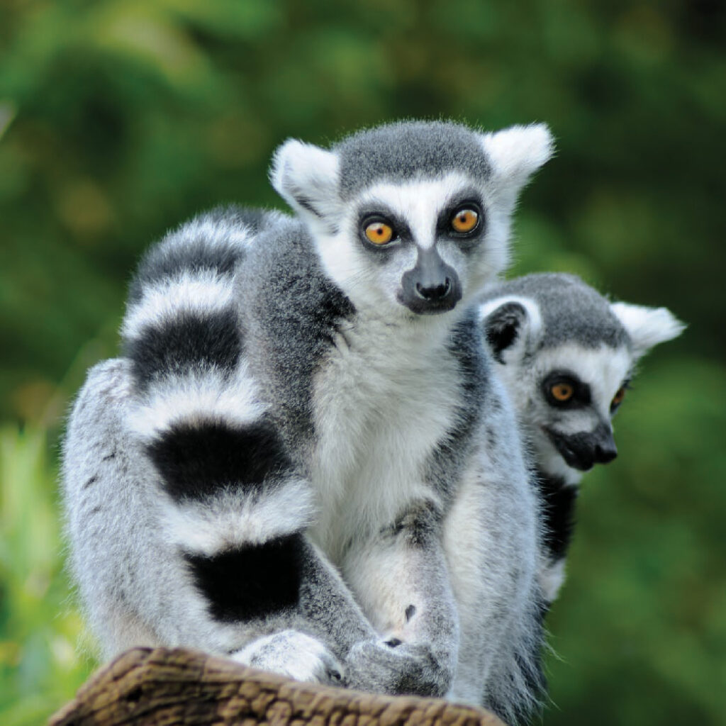 Ring-tailed lemurs sitting together on a tree branch in a lush green forest
