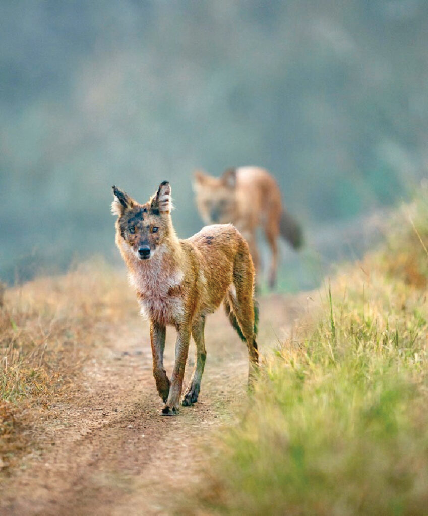 Indian wild dog, or dhole, standing on a dirt trail with another dhole in the background.