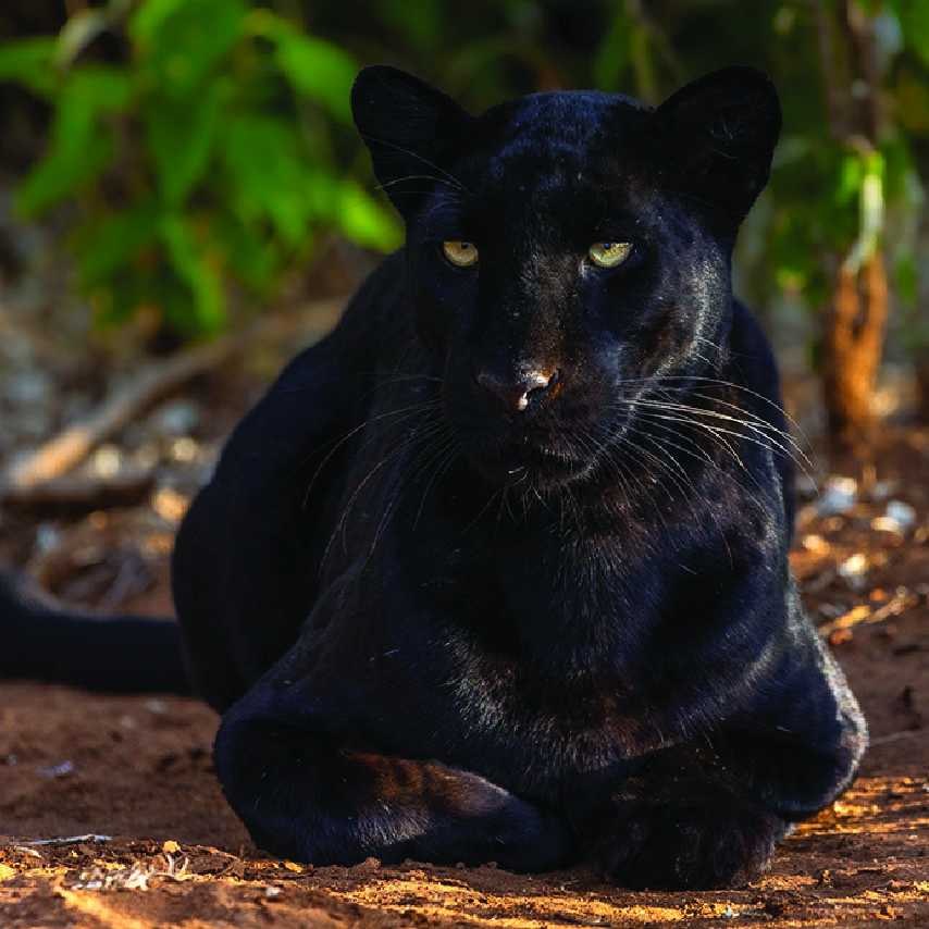 Black leopard sitting on the ground in a Kenyan forest