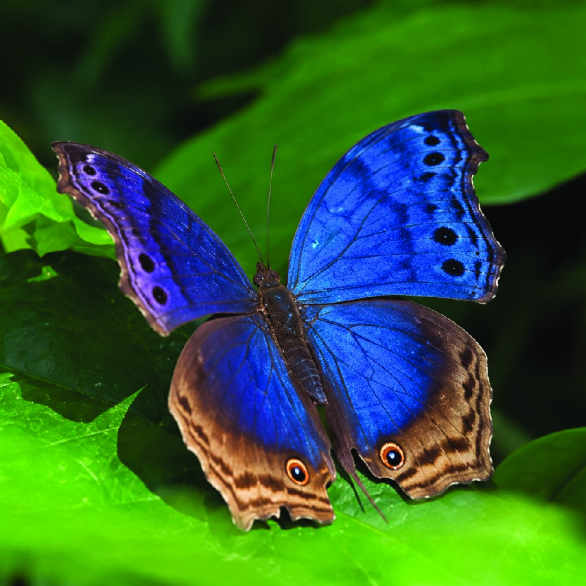 Blue and brown butterfly resting on a green leaf in Kenya