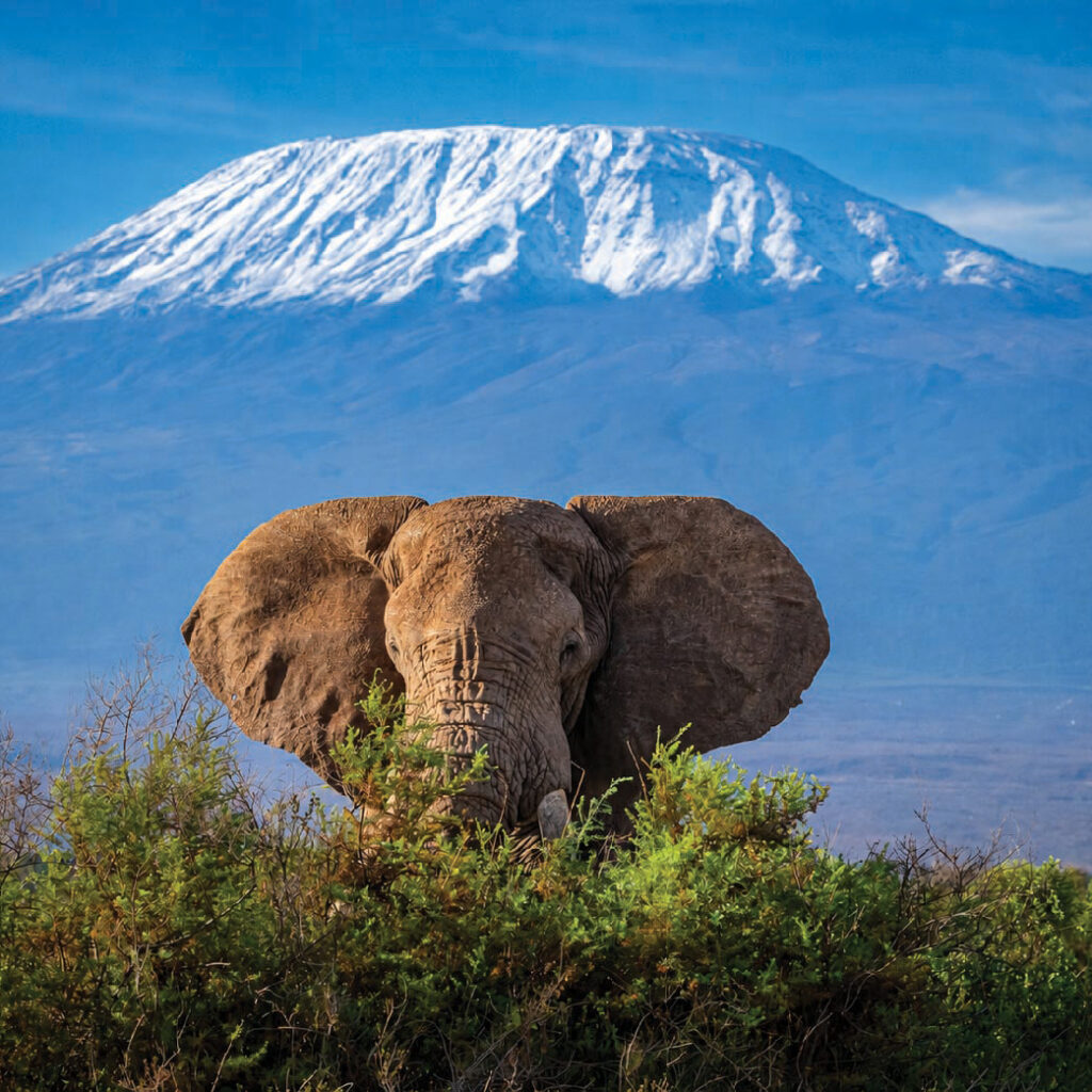 Elephant standing among bushes with snow-capped Mount Kilimanjaro in the background, Kenya