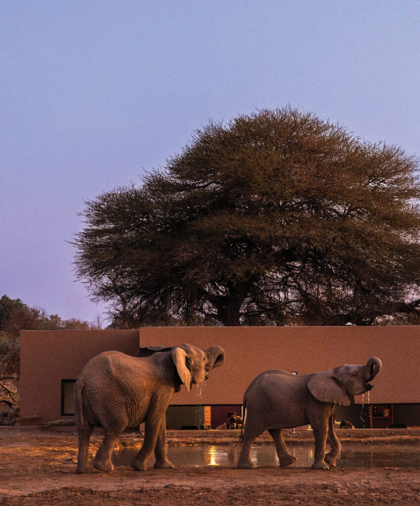 Two young elephants walking in front of a safari lodge at dusk, with a large acacia tree in the background.