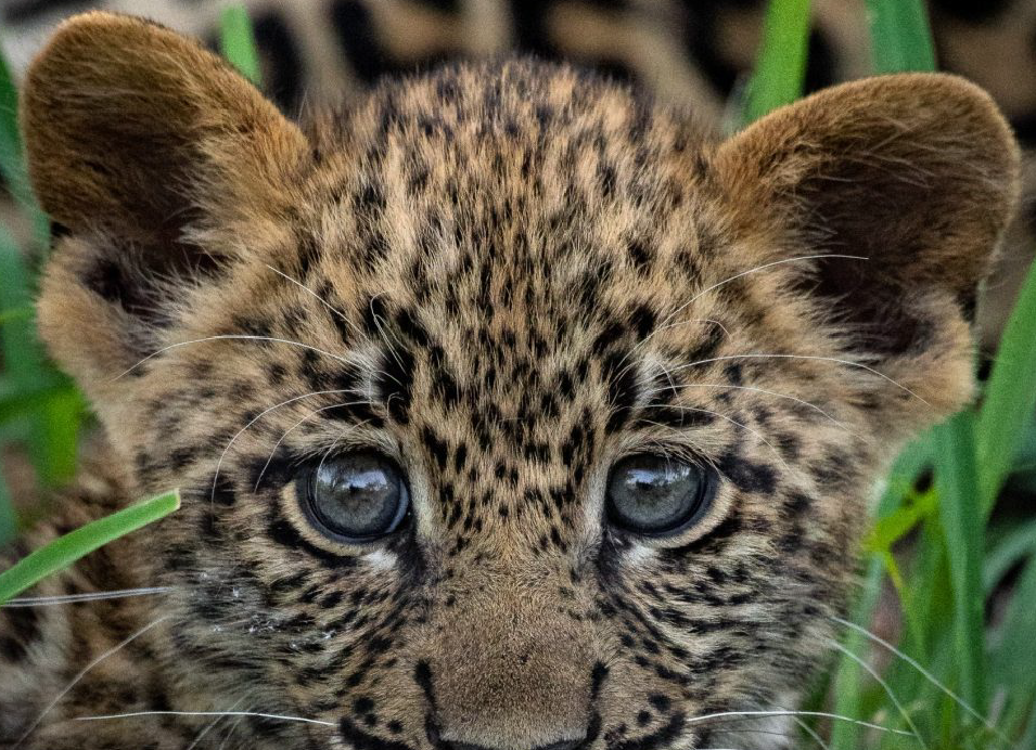 Leopard cub hiding among tall green grass in South Africa.