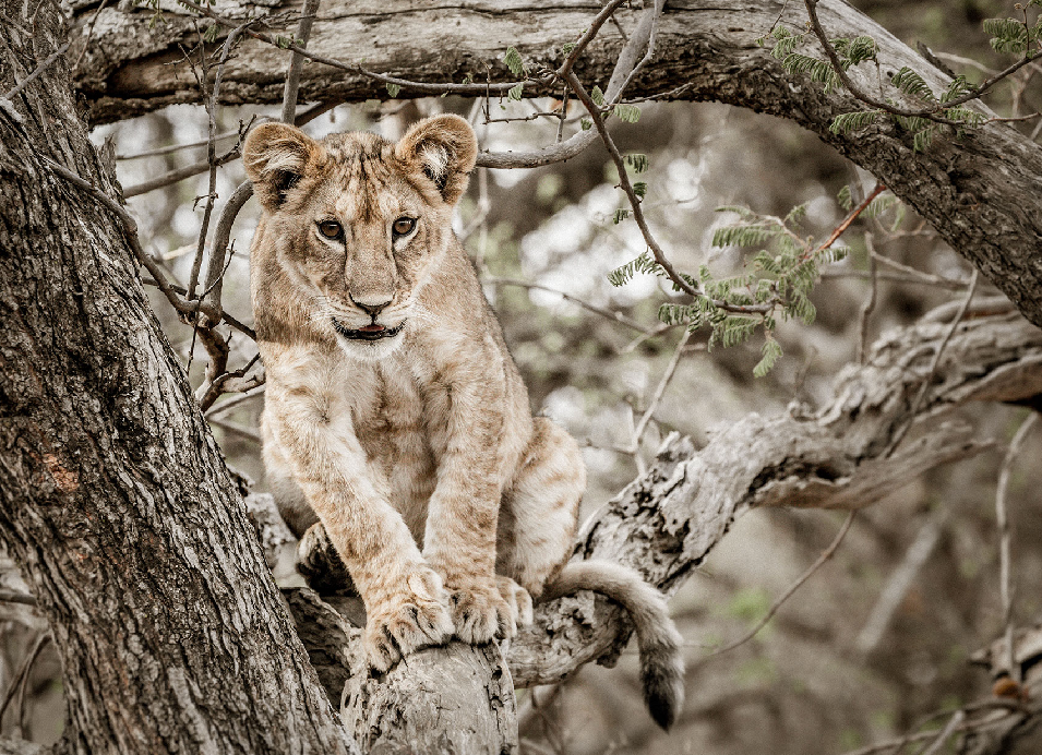 Young lion sitting on a tree branch in the African bush