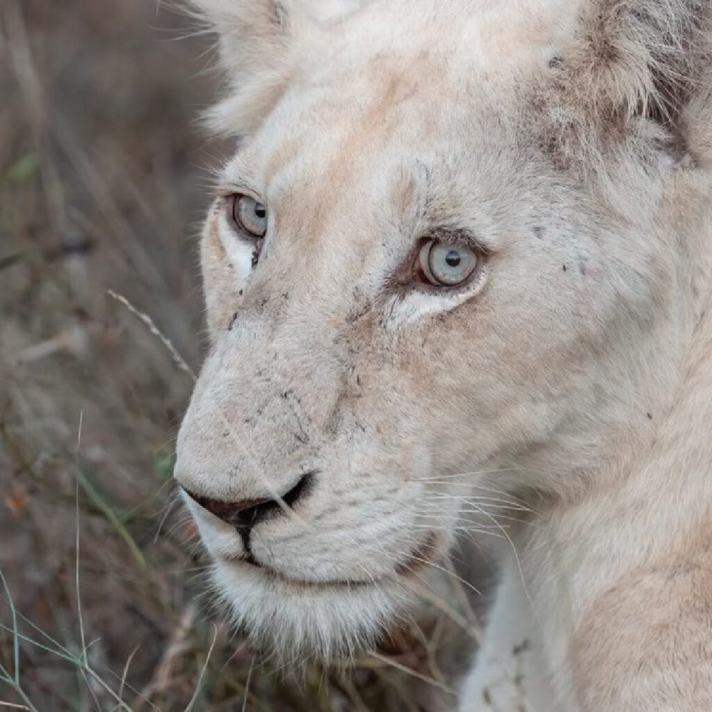 White lion looking toward the camera in the South African wilderness.