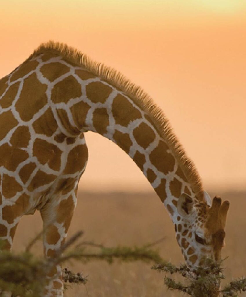Giraffe bending down to feed on vegetation in the African savanna at sunset.