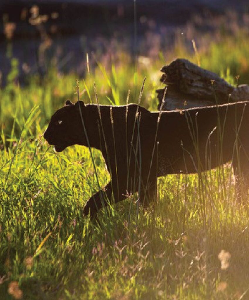 Black leopard walking through tall grass in golden morning light, with a fallen log in the background.